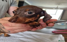 Dachshund dogs for sale: 4 beautiful miniature dachshunds. - Image 13