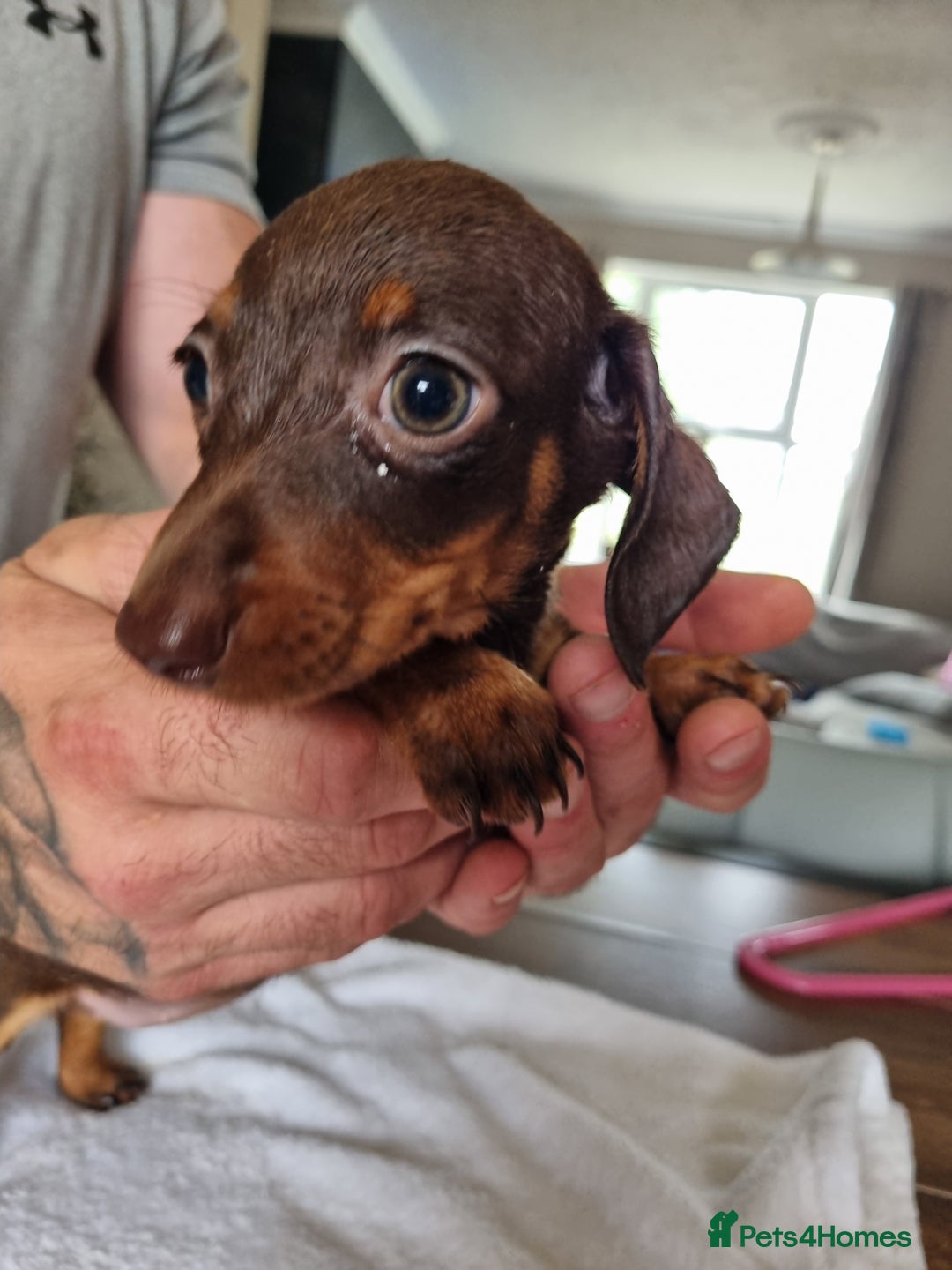 Dachshund dogs for sale: 4 beautiful miniature dachshunds. - Image 13