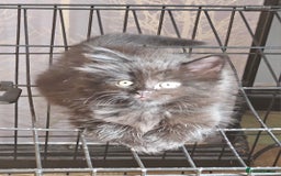 Maine Coon cats for sale: Beautiful black fluffy part maincoon kittens - Image 1