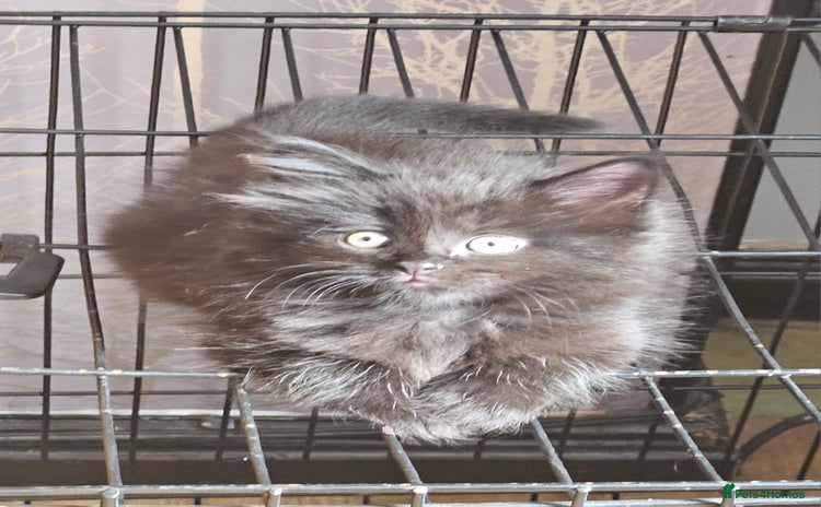 Maine Coon cats - Advert 3