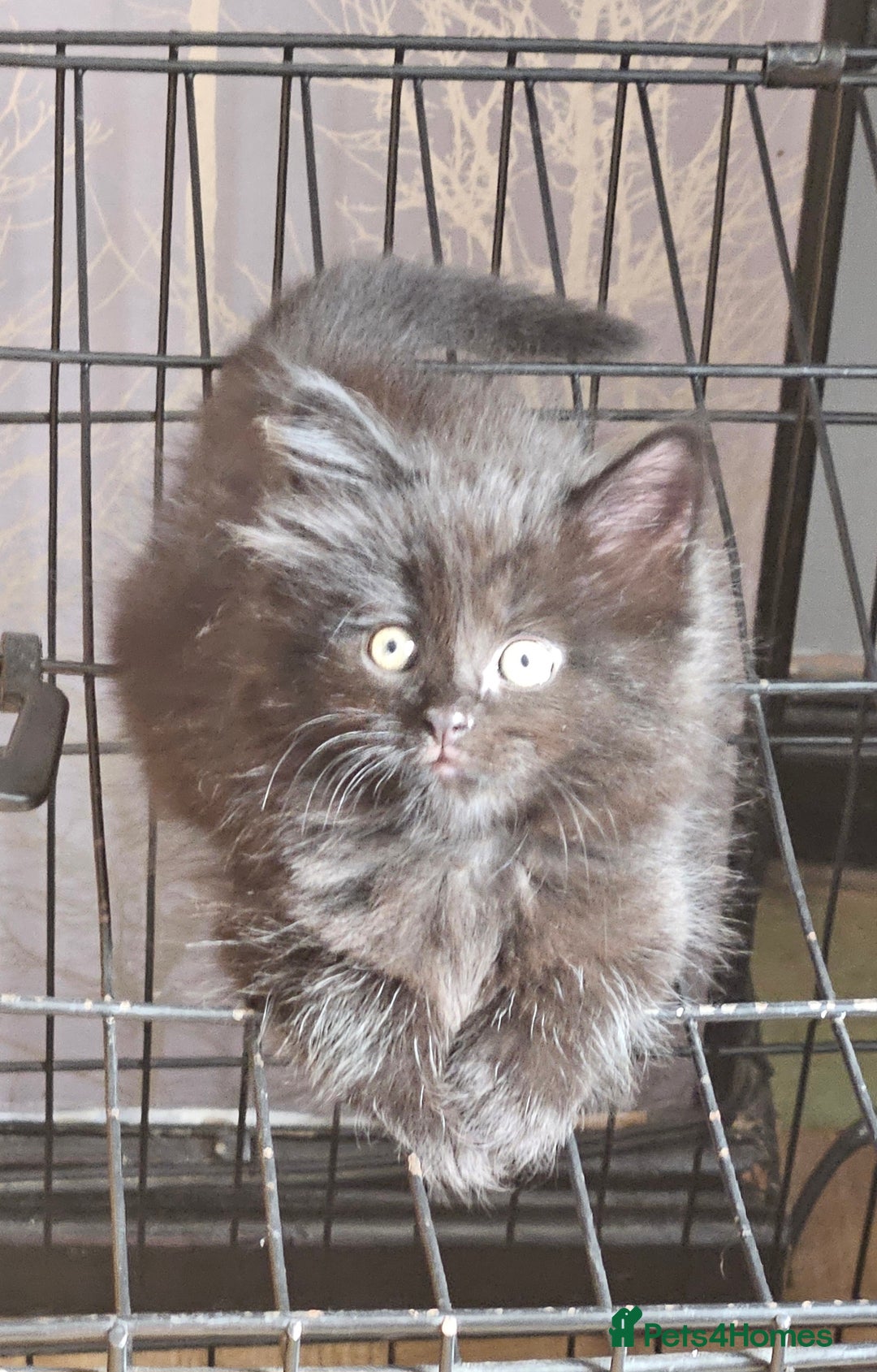 Maine Coon cats for sale: Beautiful black fluffy part maincoon kittens - Image 1