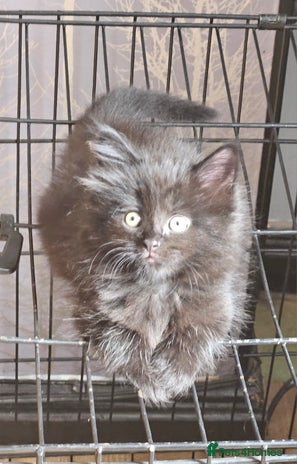 Maine Coon cats - Advert 14