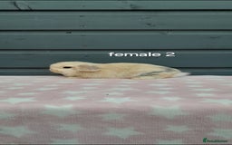 Mini Lop rabbits for sale: Male and female mini lops  - Image 15