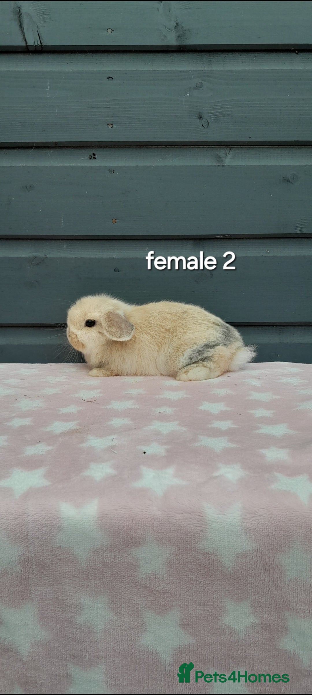 Mini Lop rabbits for sale: Male and female mini lops  - Image 15