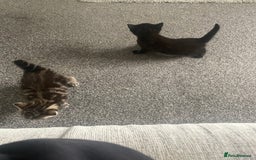 Mixed Breed cats for sale: Female kittens  - Image 5