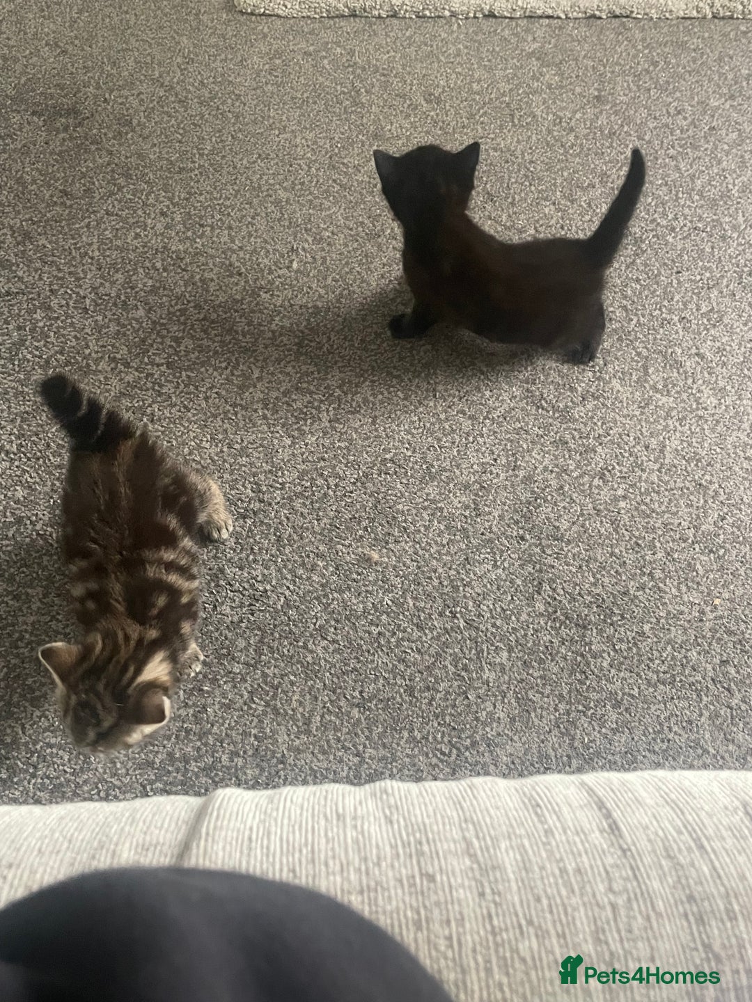 Mixed Breed cats for sale: Female kittens  - Image 5