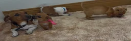 Jack Russell dogs for sale: Jack Russell puppies in Darwen - Advert 17
