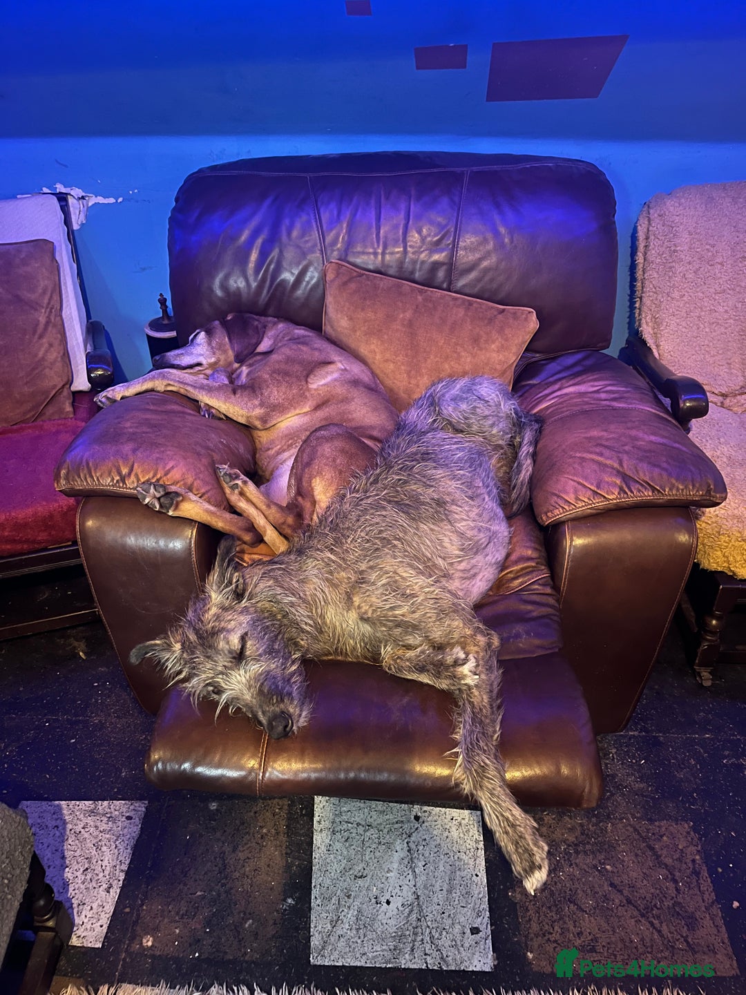 Mixed Breed dogs for sale: Lurcher Siblings - Image 8