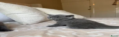 Scottish Fold 1