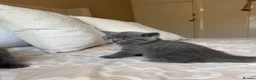 Scottish Fold cats for sale: Gorgeous blue Scottish folds/straights - Advert 5