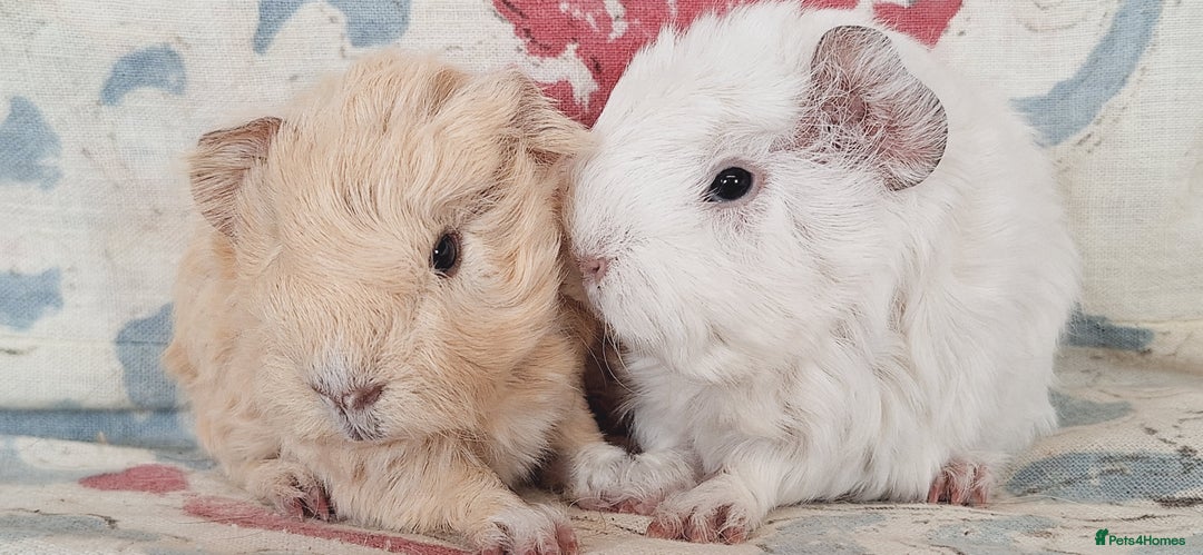 Guinea Pig rodents for sale: BABY GUINEA PIGS AVAILABLE HEREFORDSHIRE  - Image 28