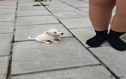 Jack Russell dogs for sale: Jolly Joyful Jack Russells  - Image 10