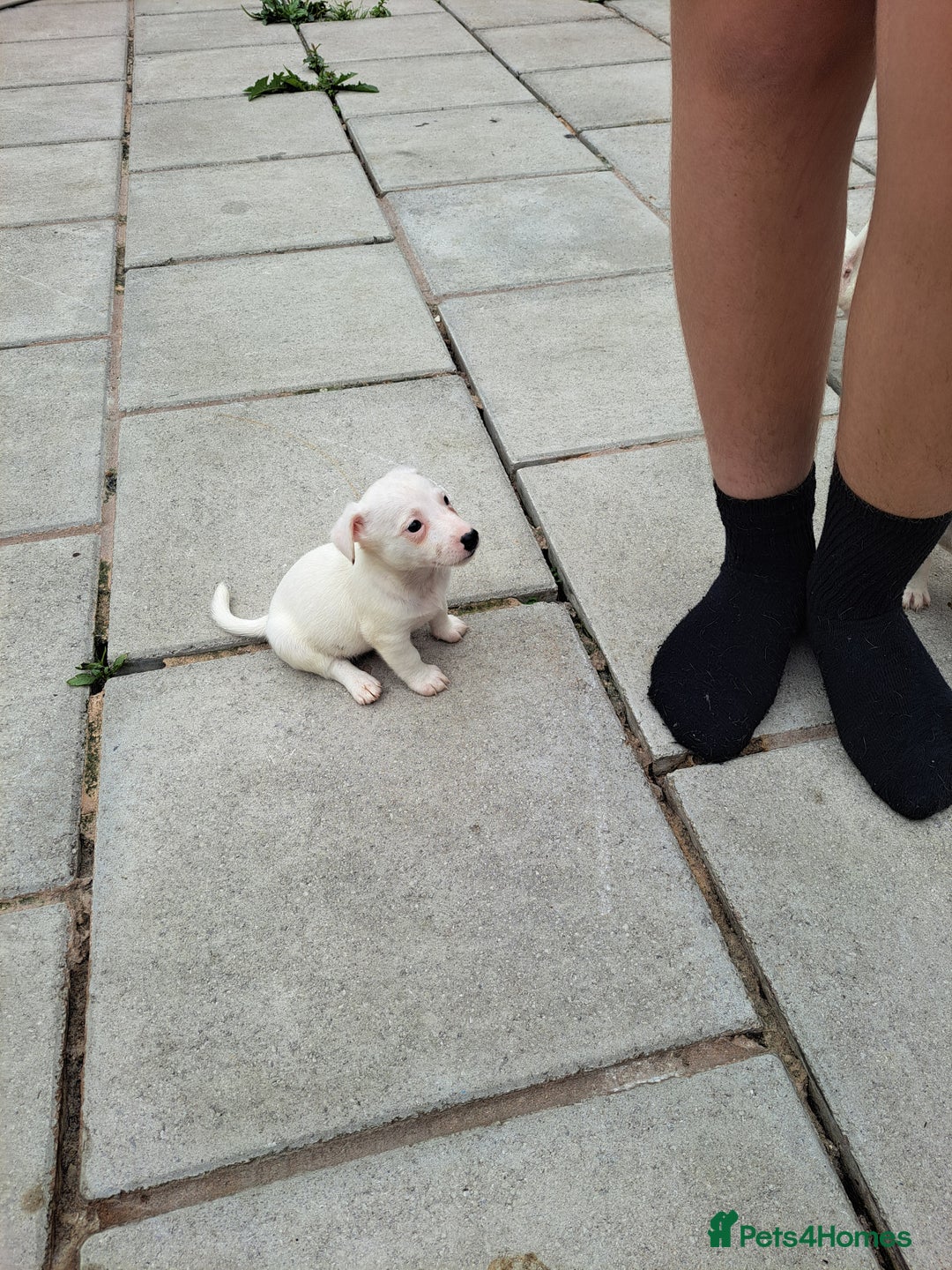 Jack Russell dogs for sale: Jolly Joyful Jack Russells  - Image 10