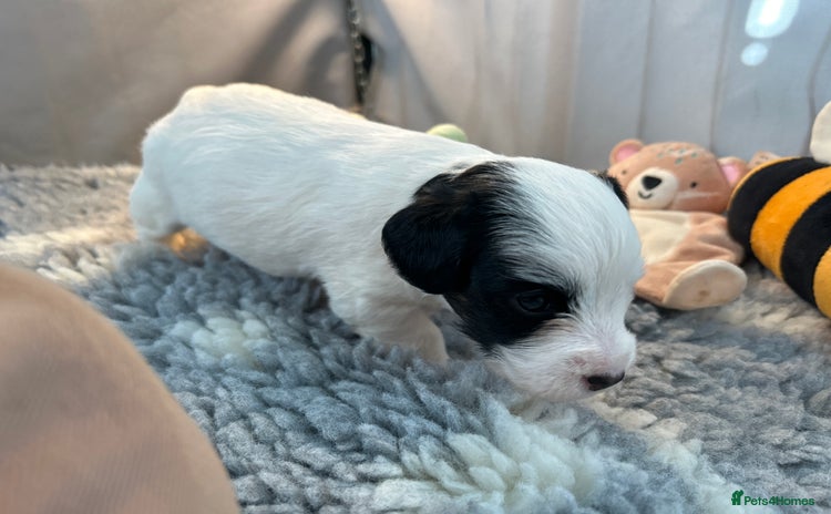 Sealyham Terrier dogs - Advert 1