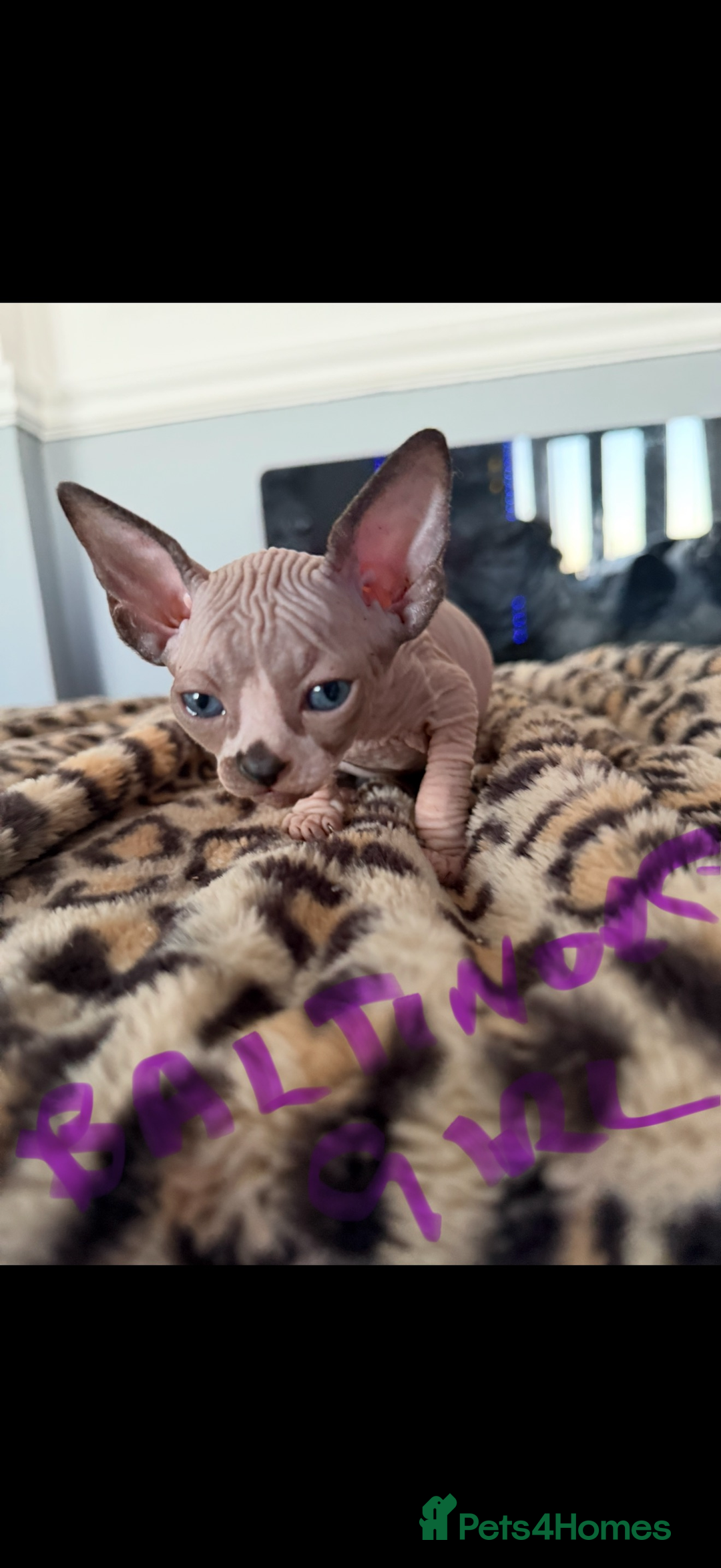 Sphynx cats for sale: canadian sphynx for sale  - Advert 5