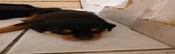 Rottweiler dogs for sale: 🥾🥾Smiling and playful🧸up to date🧸♥️🧸 - Advert 5