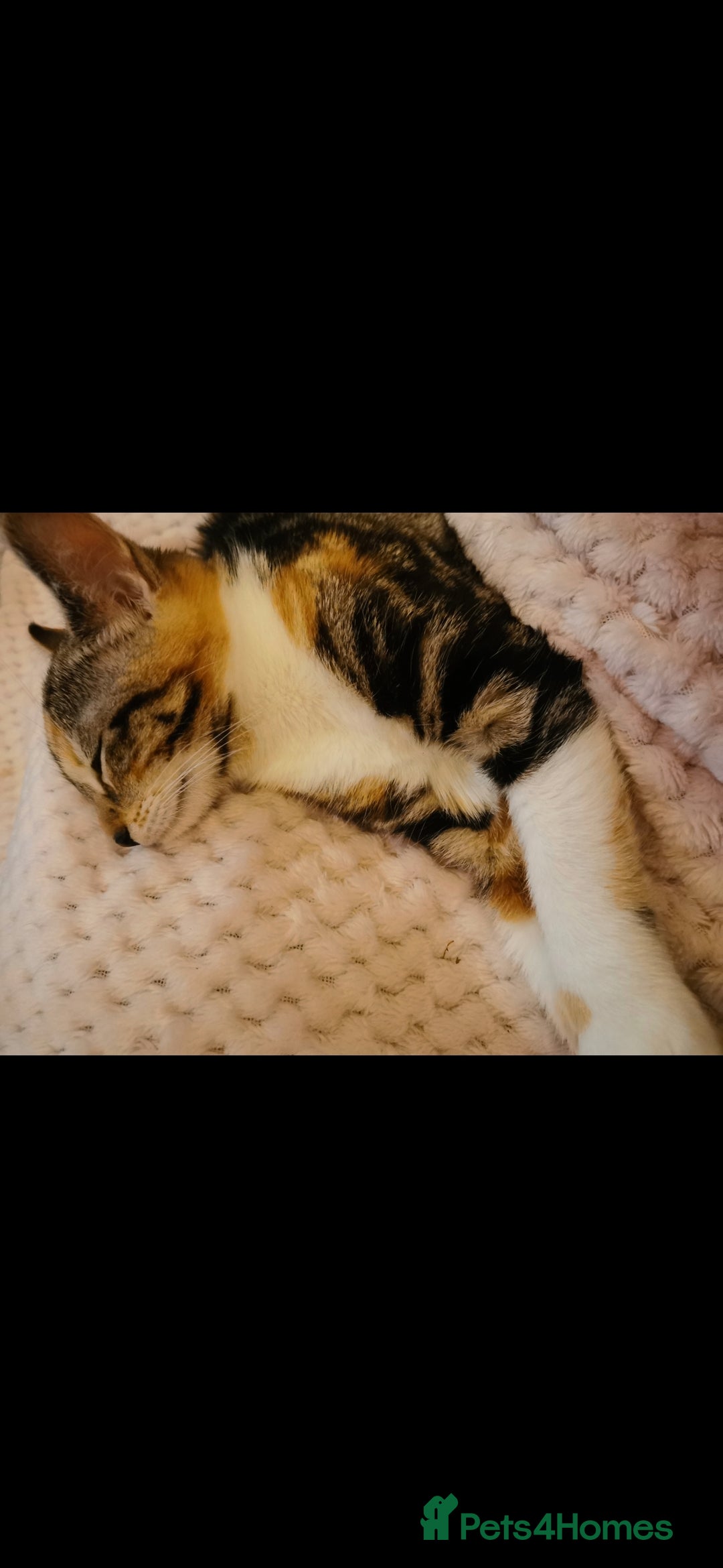 Domestic Shorthair cats for sale: 3 kittens for sale  - Advert 4