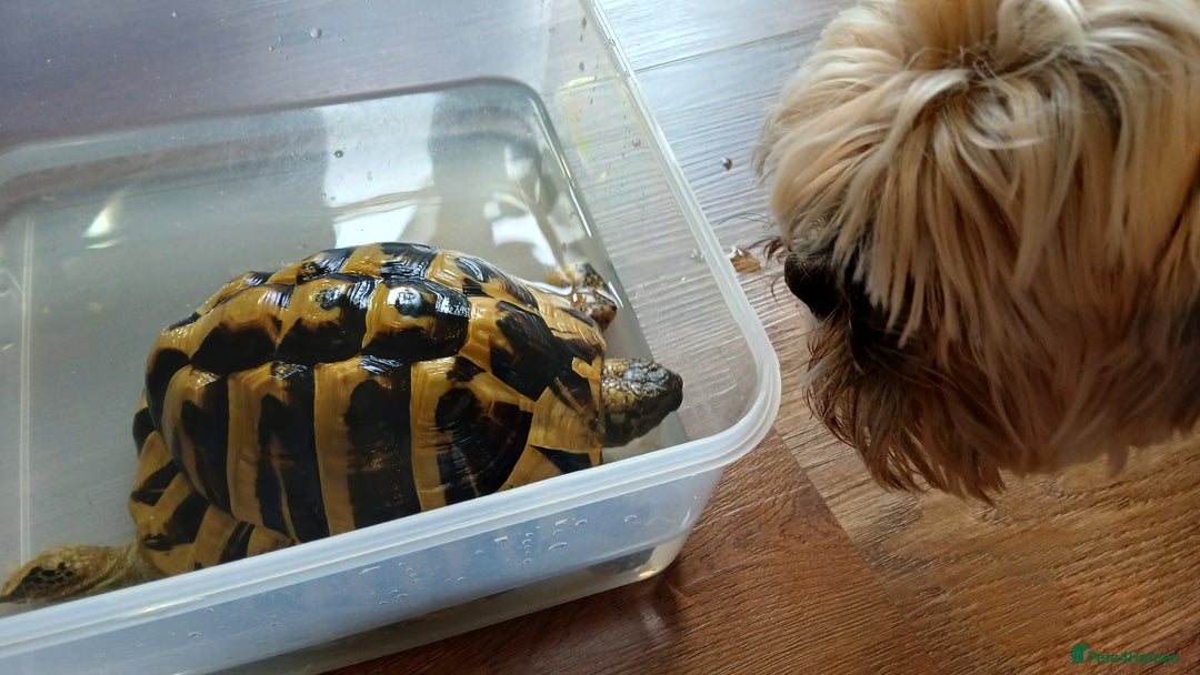 Hermann Tortoise reptiles for sale: Sir Gerald Shelldome and full set up - Image 9