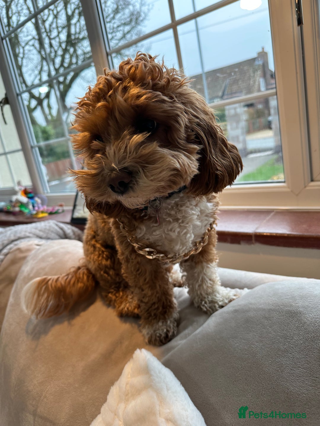 Cavachon dogs for sale: Cavapoochon pups for sale - Advert 2