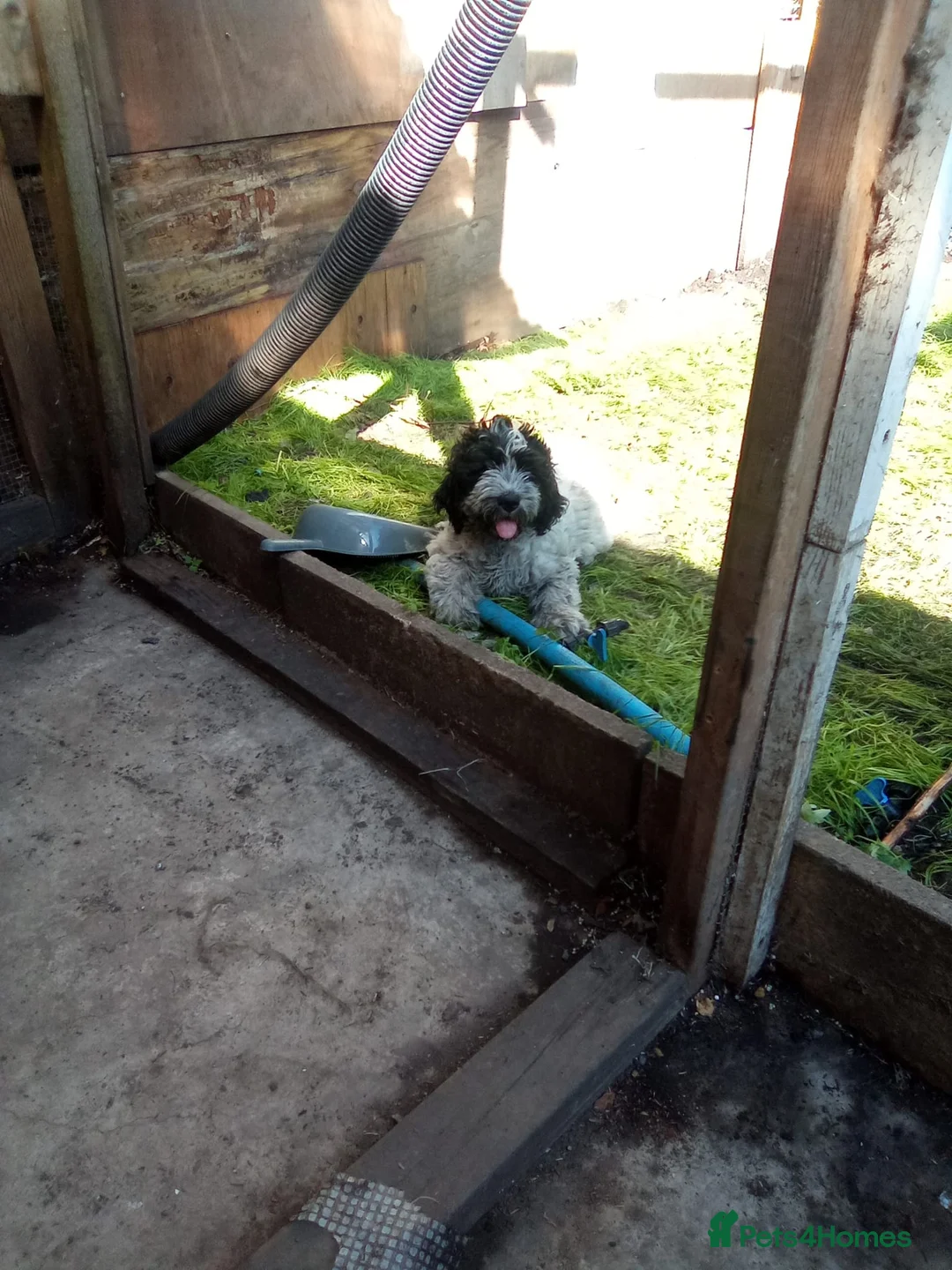 Mixed Breed dogs for sale: Mr Jhon in London - Advert 2