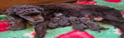 Cocker Spaniel dogs for sale: 6 CHOCOLATE KC WORKING TYPE COCKER SPANIEL - Advert 21