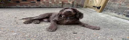 Cocker Spaniel dogs for sale: 3 year old male show cocker  - Advert 4