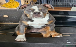 Olde English Bulldogge dogs for sale: Olde English Bulldogge  - Image 5