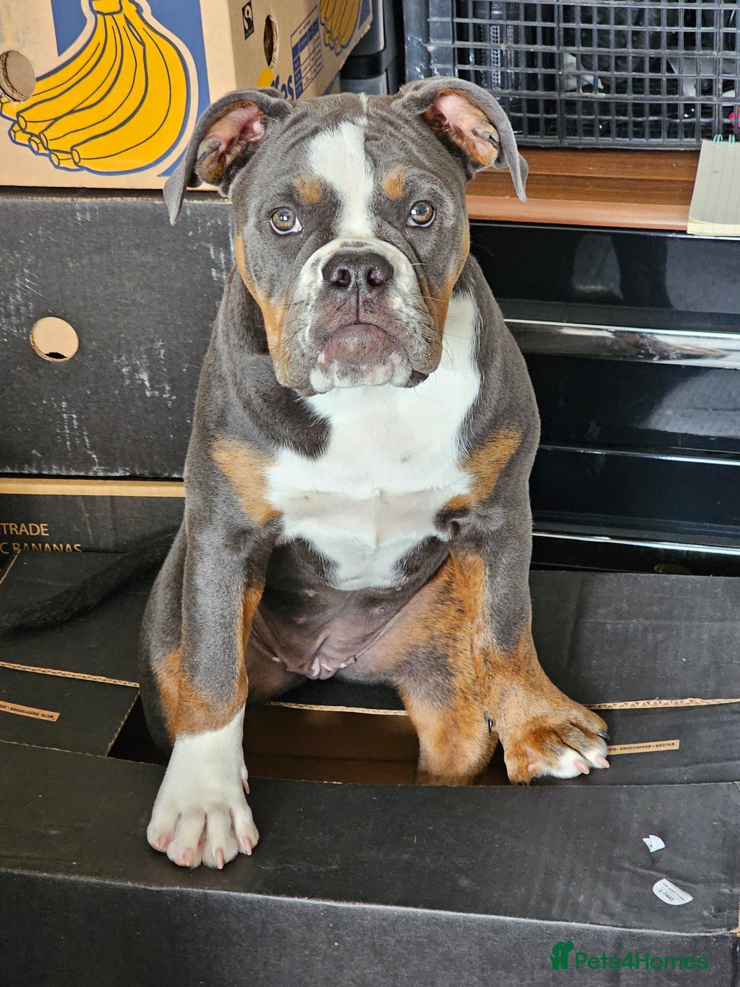 Olde English Bulldogge dogs for sale: Olde English Bulldogge  - Image 5