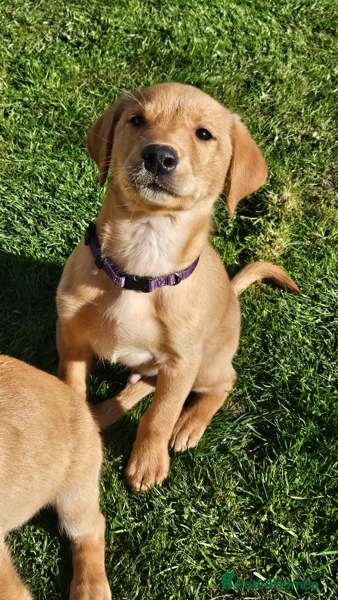 Labrador Retriever dogs for sale: Beautiful Fox Red Labrador Retriever Puppies - Advert 10