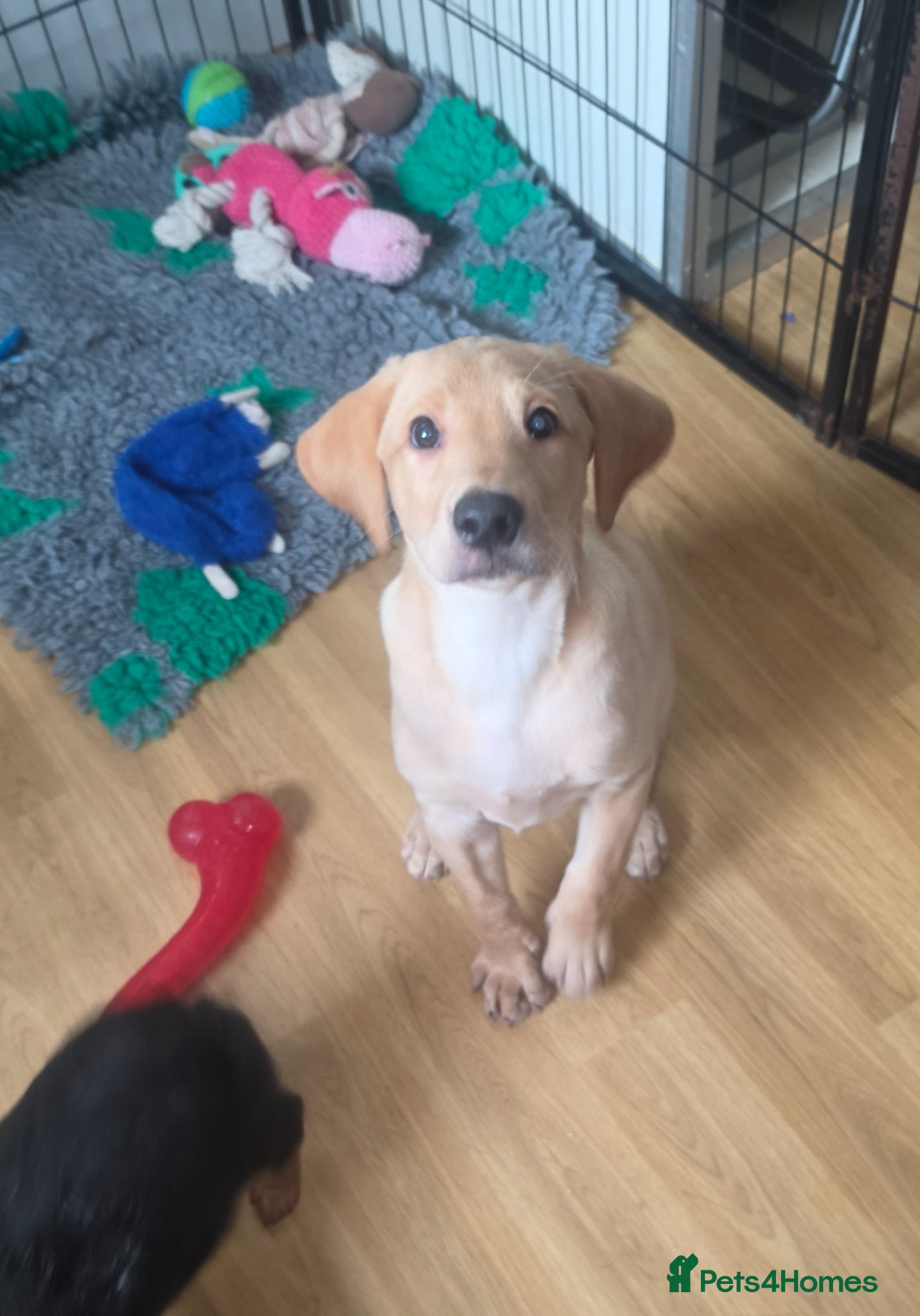 Labrador Retriever dogs Stunning boy  - Advert 3