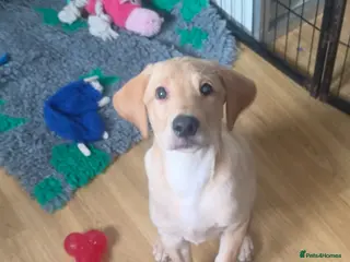 Labrador Retriever dogs Stunning boy - Advert 3