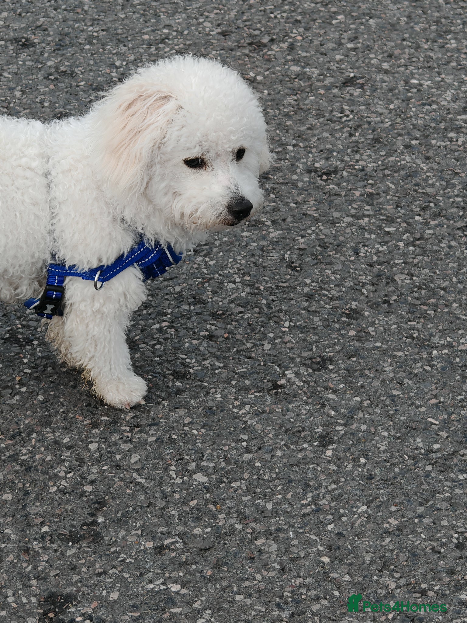 Bichon Frise dogs Bishon frize  - Advert 1