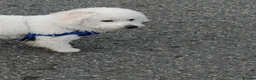 Bichon Frise dogs for sale: Bishon frize  - Advert 1