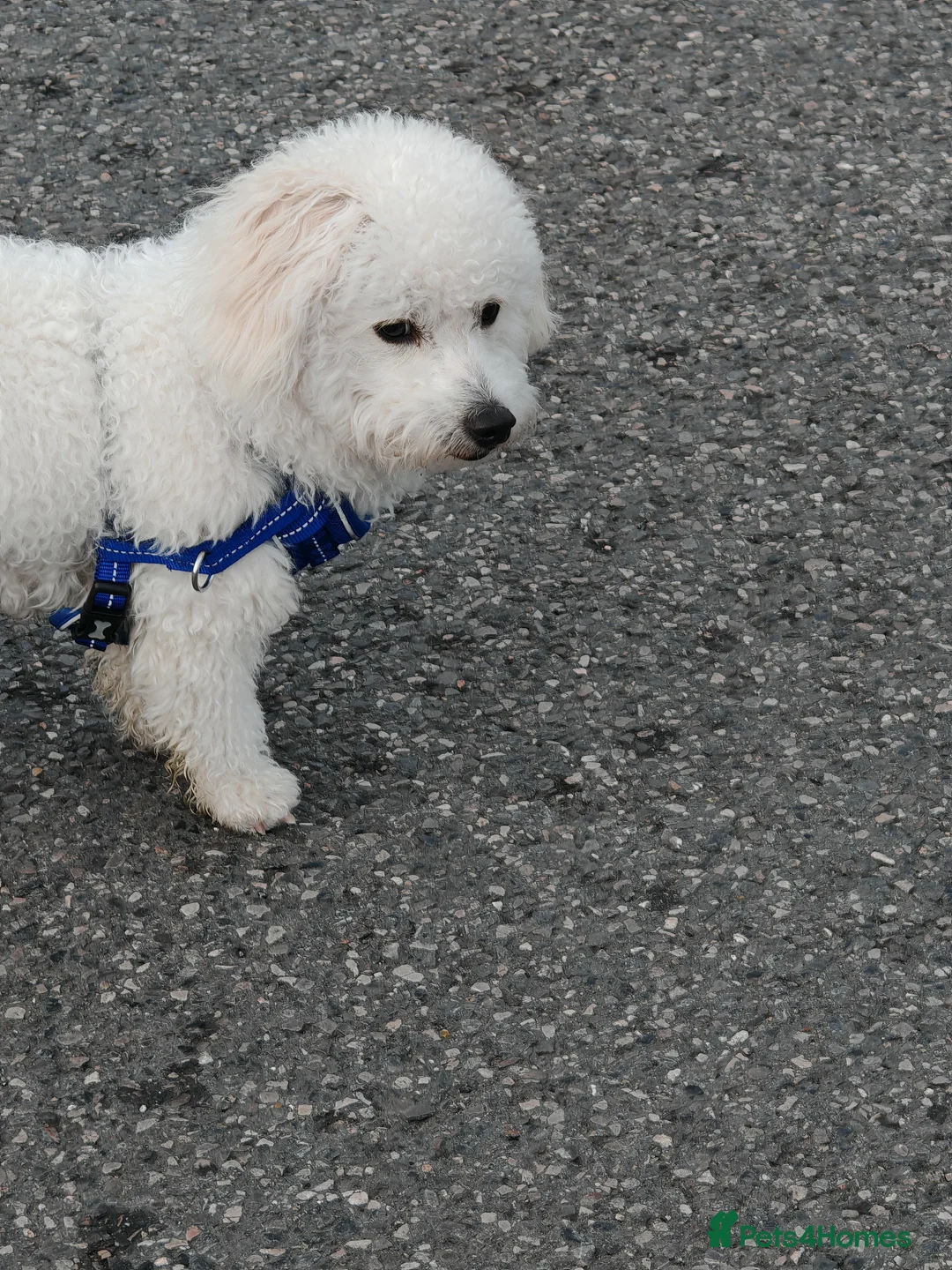 Bichon Frise dogs for sale: Bishon frize  - Advert 1