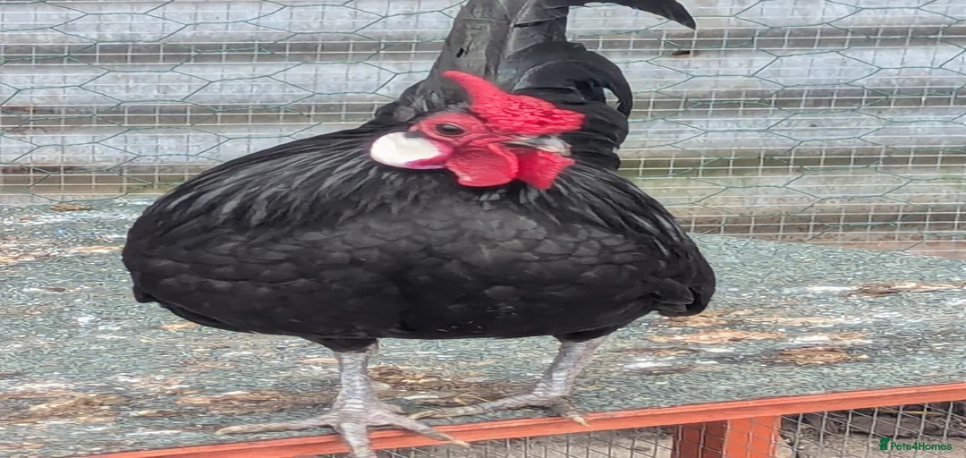 Gallery Image {{count}}