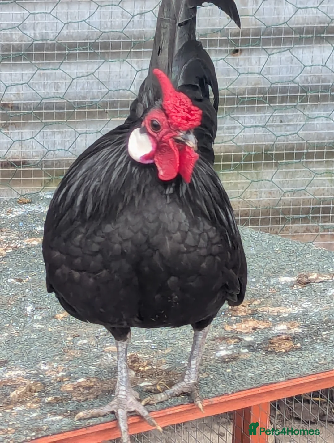 Gallery Image {{count}}