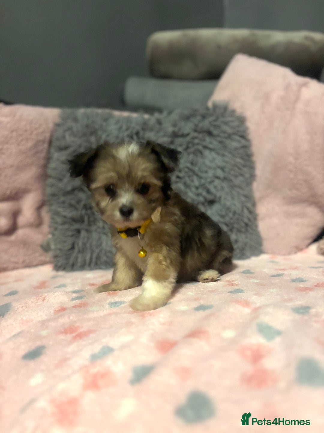 Mixed Breed dogs for sale: Lhasa apso x chorkie  - Image 5