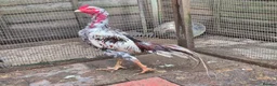 Pigeons birds for sale: Aseel chicken  - Advert 5
