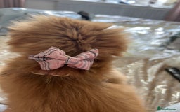 Shih Tzu dogs for sale: Female shitzu pup for sale  - Image 2