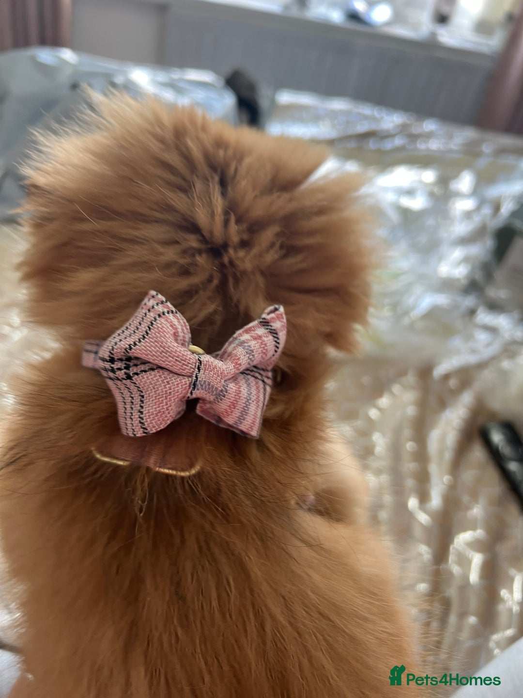 Shih Tzu dogs for sale: Female shitzu pup for sale  - Image 2