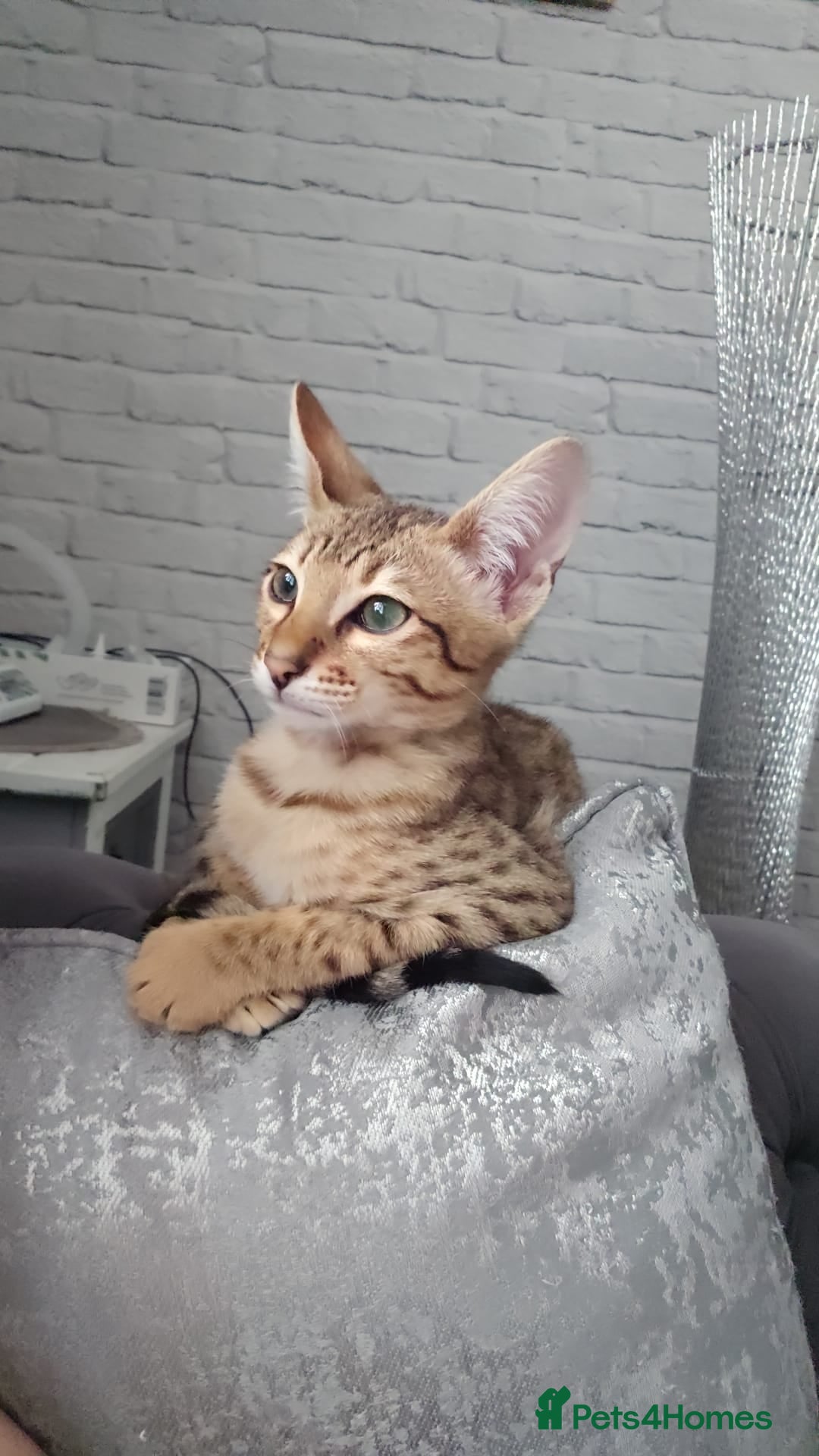 Savannah cats F4 savannah  - Advert 1