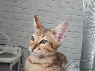 Savannah cats F4 savannah - Advert 1