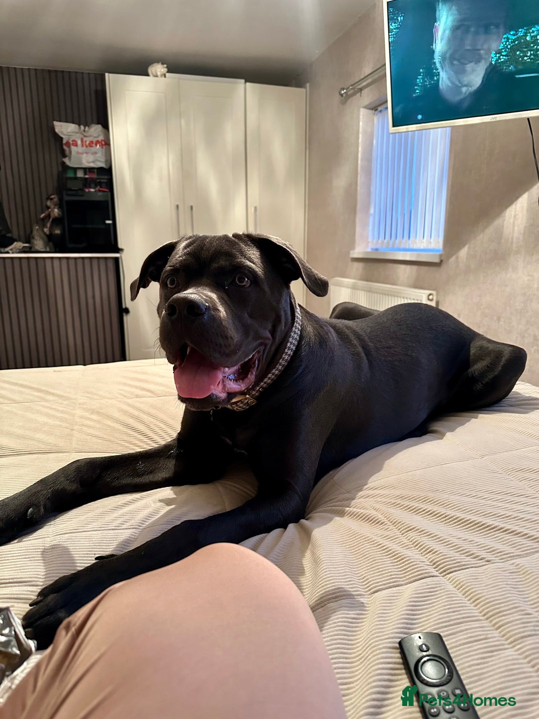 Cane Corso dogs for sale: Cane corso - Image 2