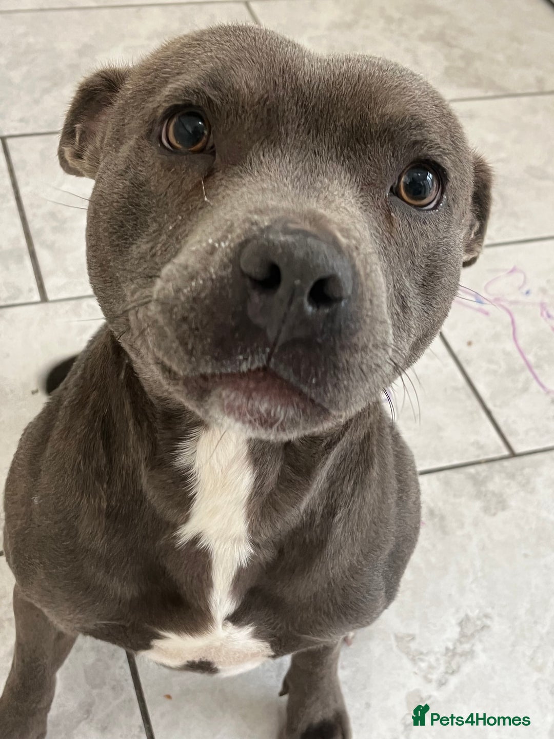 Staffordshire Bull Terrier dogs for sale: Hela  - Advert 1