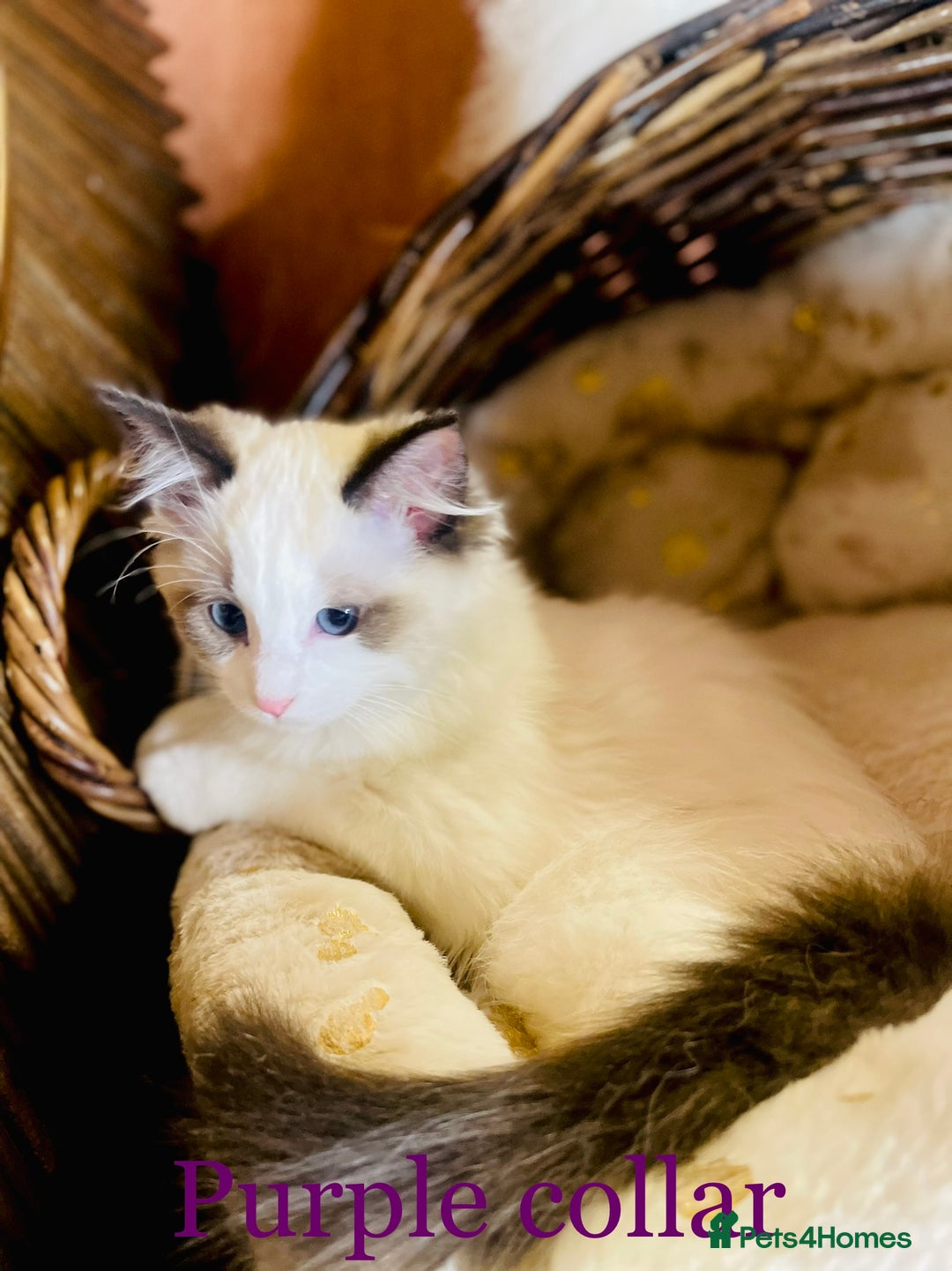Ragdoll cats for sale: QUALITY GCCF RAGDOLLS KITTENS READY NOW  - Image 39