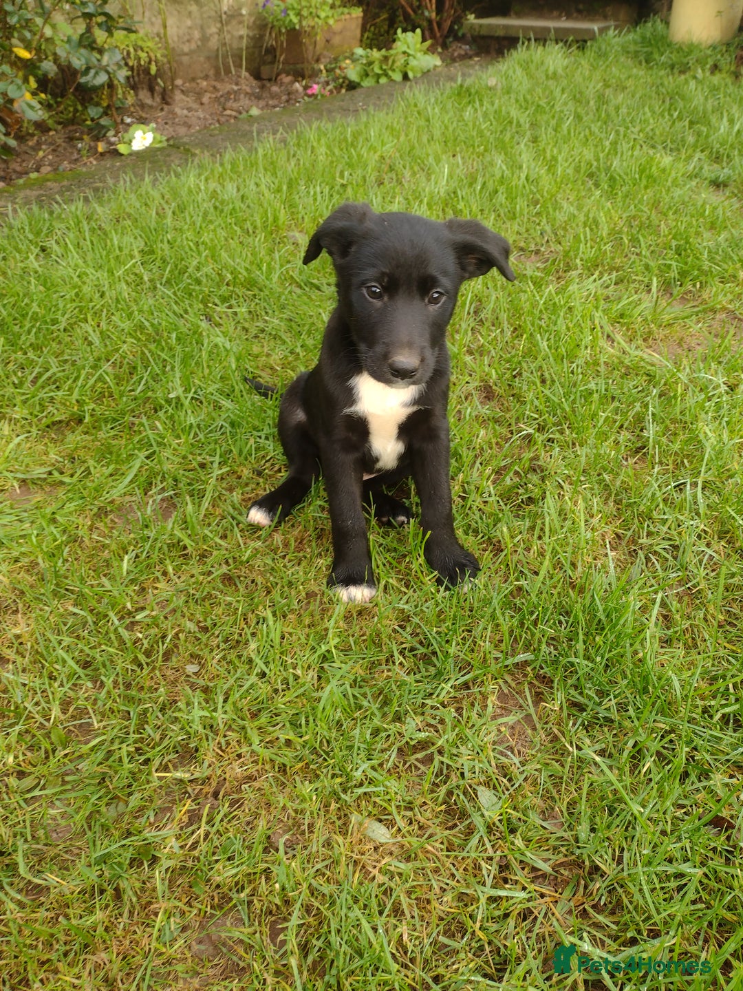 Mixed Breed dogs for sale: Collie X Sheepdog Puppies - Advert 7