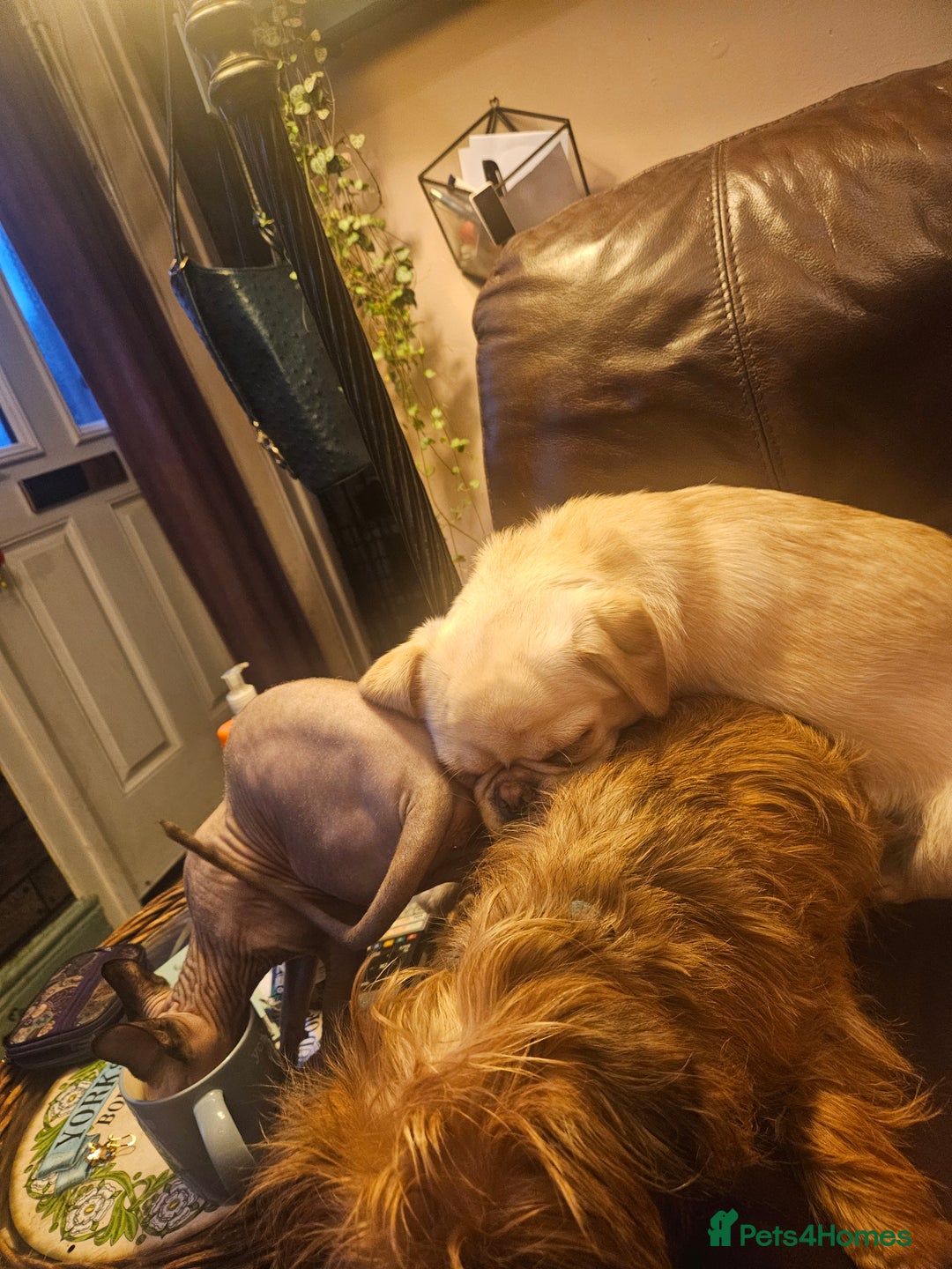 Pug dogs for sale: Young pug bitch - Advert 3