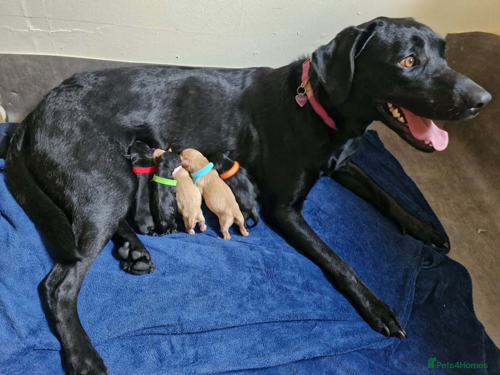 Labrador Retriever dogs Labrador black boy left!!! Red collar!!! - Advert 8