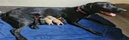 Labrador Retriever dogs for sale: Labrador black boy left!!! Red collar!!! - Advert 1