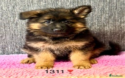 German Shepherd dogs for sale: OUTSTANDING QUALITY - Image 2
